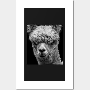 LLAMA Posters and Art